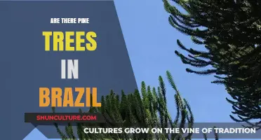Exploring Brazil's Forests: Do Pine Trees Thrive in the Tropics?
