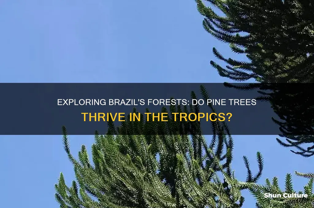 are there pine trees in brazil