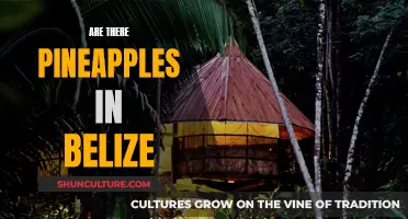 Pineapples in Belize: A Tropical Paradise's Delicacy