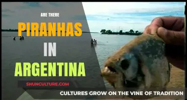 Exploring Argentina's Waters: The Truth About Piranhas' Presence