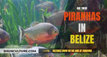 Exploring Belize's Waters: Piranha Presence and Safety