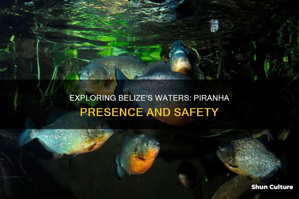 are there piranhas in belize