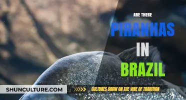 Do Piranhas Swim in Brazil's Waters? Facts and Myths Revealed