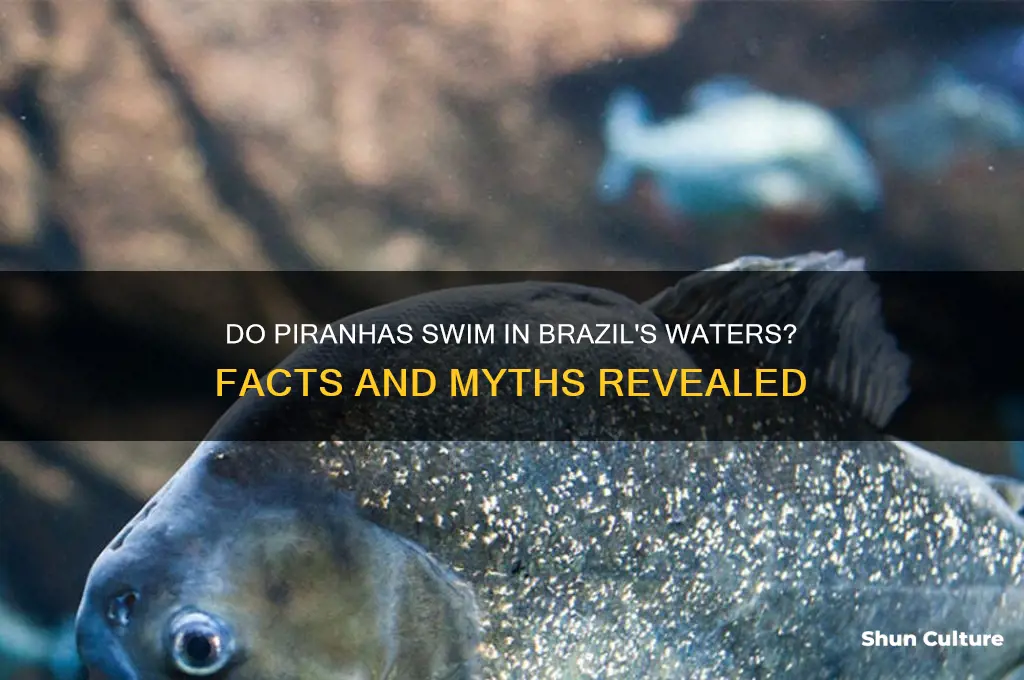 are there piranhas in brazil