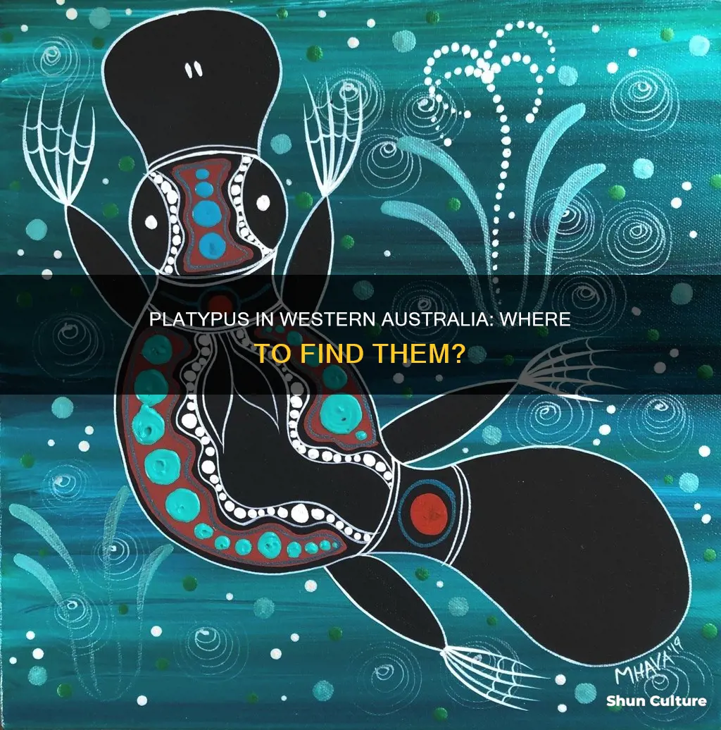 are there platypus in western australia