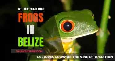 Poison Dart Frogs in Belize: What's the Truth?