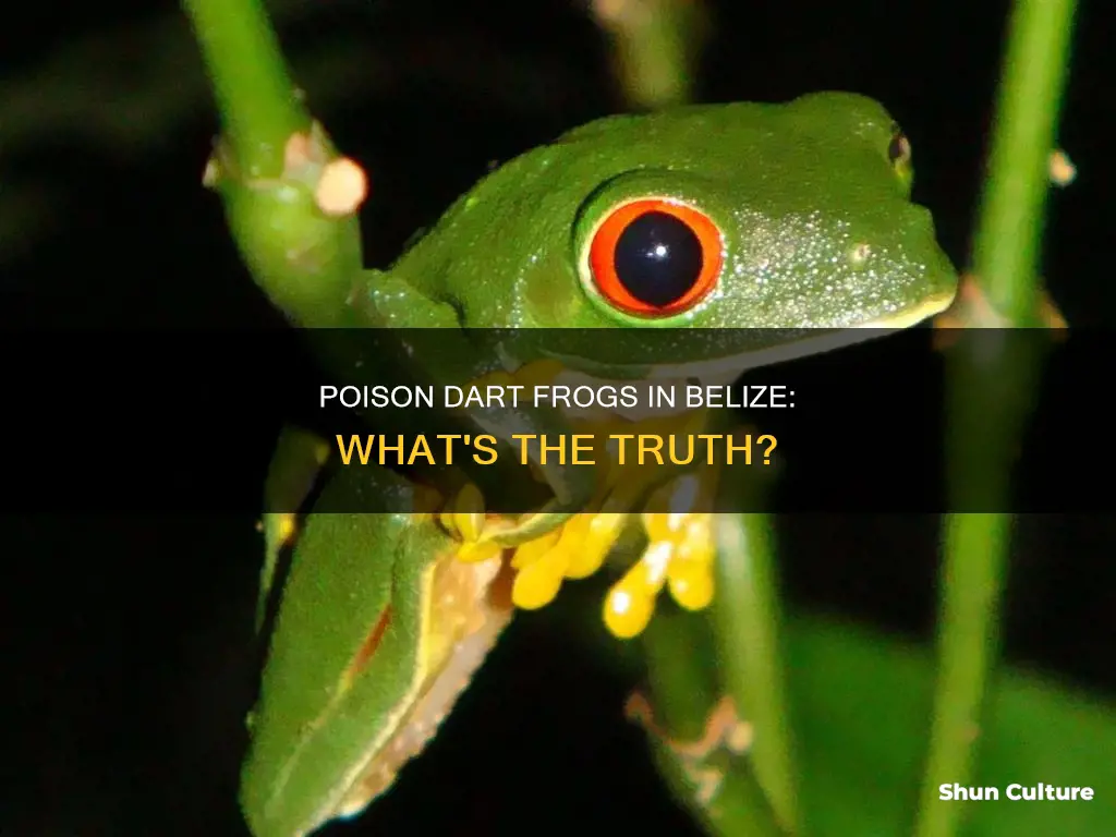 are there poison dart frogs in belize