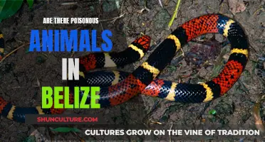 Poisonous Animals in Belize: What You Need to Know