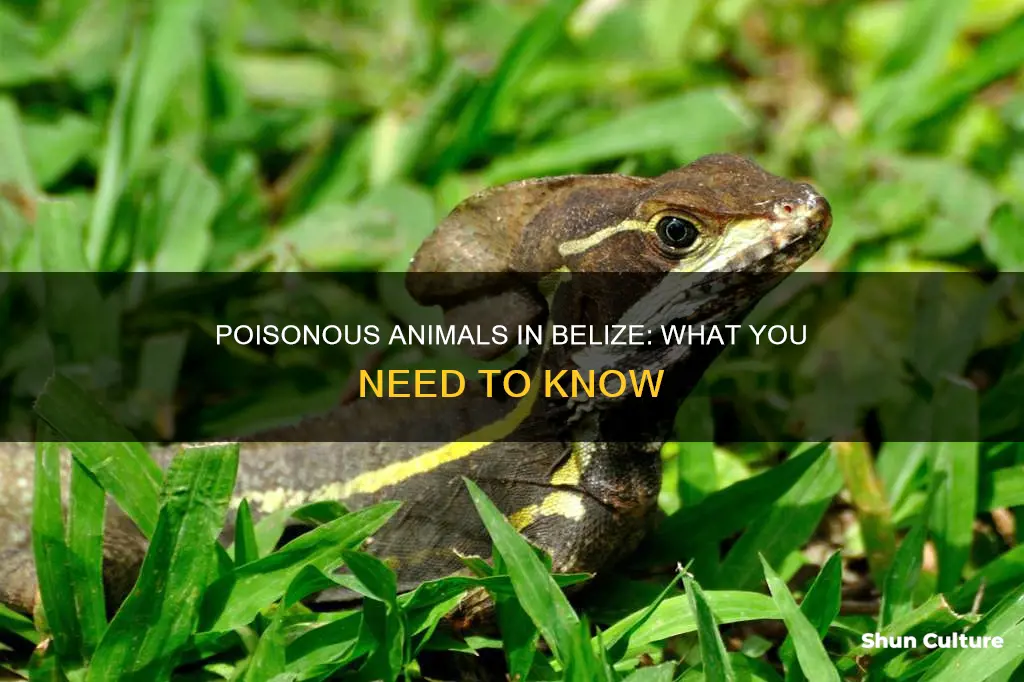 are there poisonous animals in belize