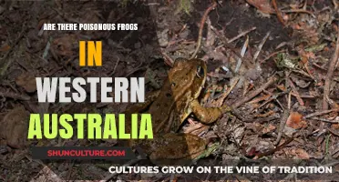 Poisonous Frogs in Western Australia: What's the Truth?