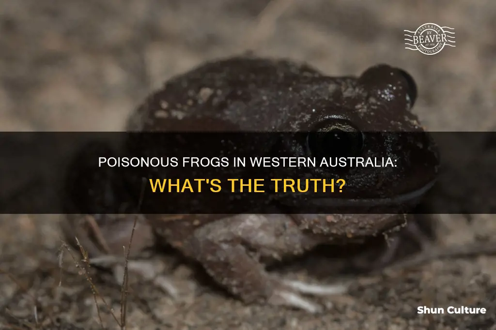 are there poisonous frogs in western australia
