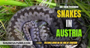 Deadly Reptiles: Are Snakes in Austria Poisonous?