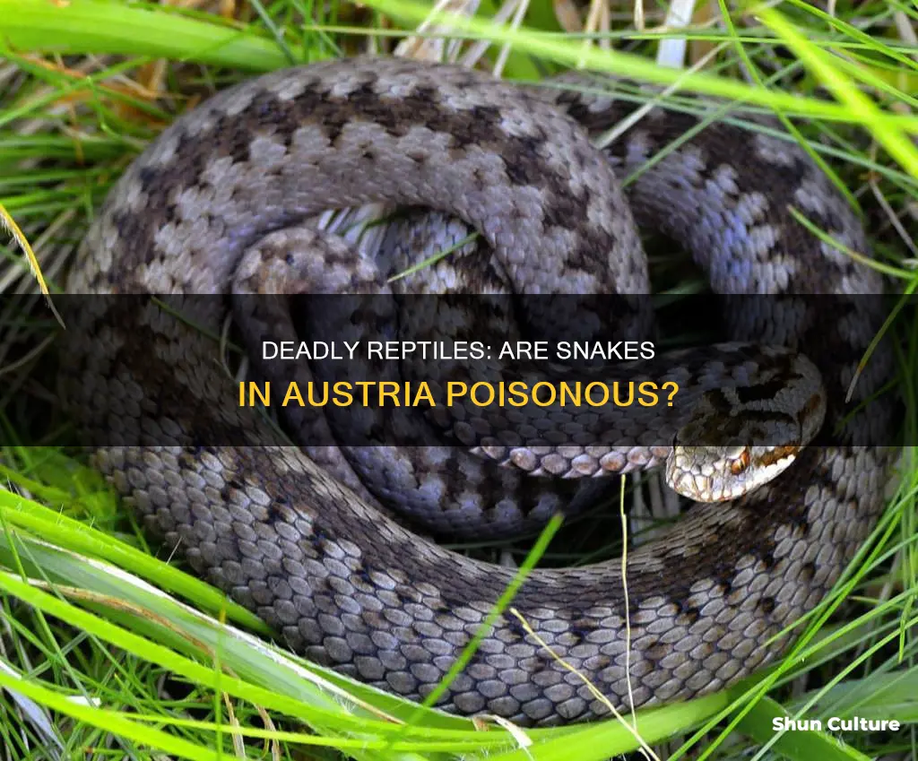 are there poisonous snakes in austria