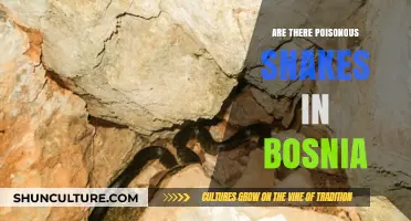 Poisonous Snakes in Bosnia: Facts, Risks, and Safety Tips