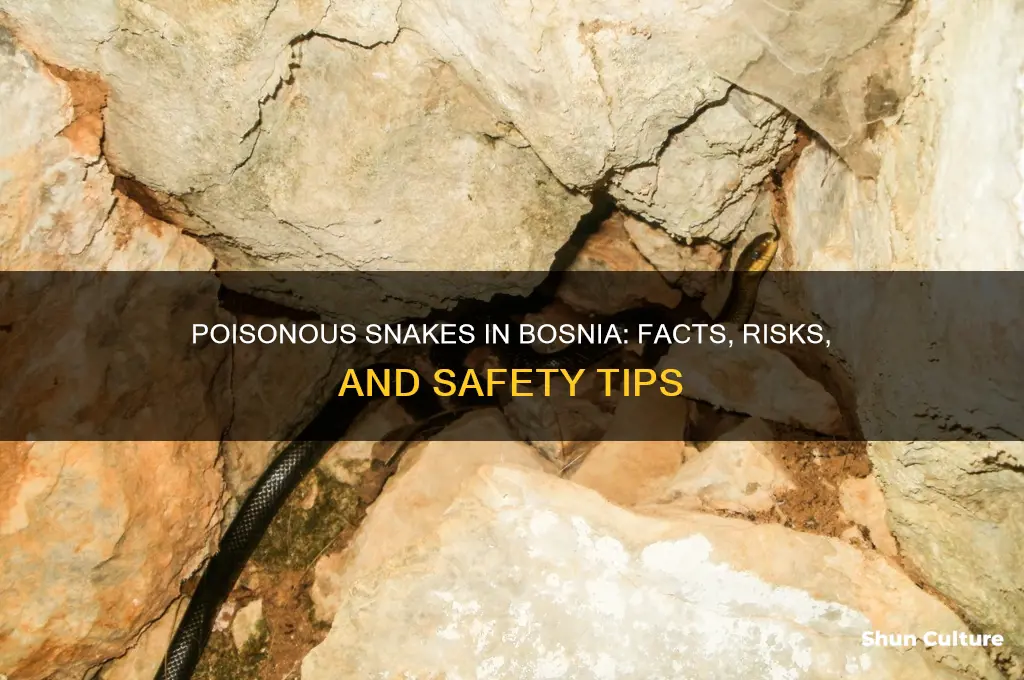 are there poisonous snakes in bosnia