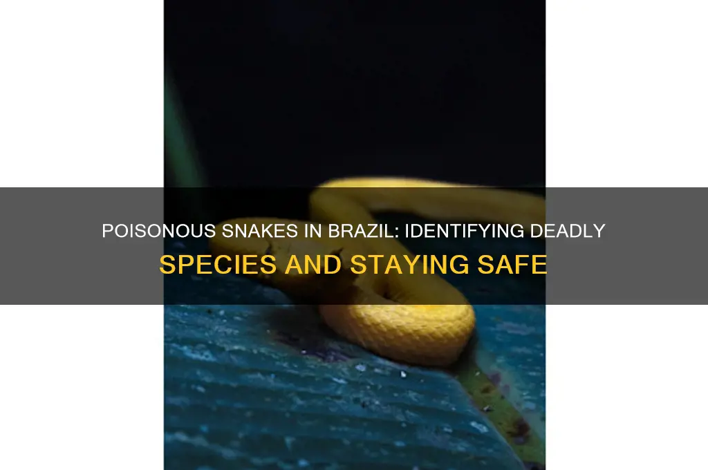 are there poisonous snakes in brazil
