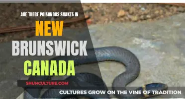 Poisonous Snakes in New Brunswick?