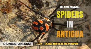 Are There Poisonous Spiders in Antigua? Uncovering the Truth