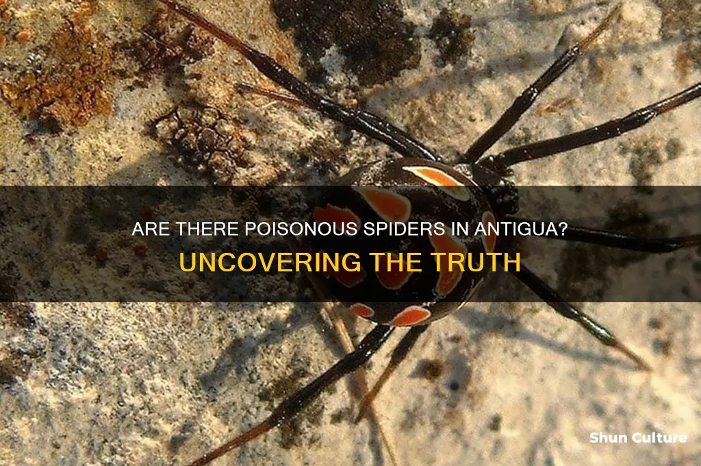 are there poisonous spiders in antigua