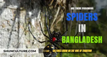 Poisonous Spiders in Bangladesh: Facts, Risks, and Safety Tips