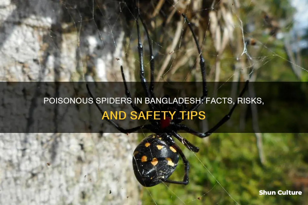 are there poisonous spiders in bangladesh