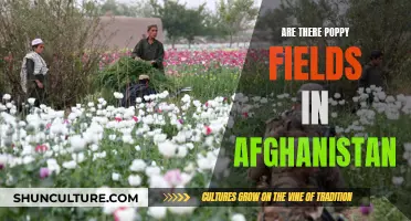 The Poppy Fields of Afghanistan: A Complex Blossom