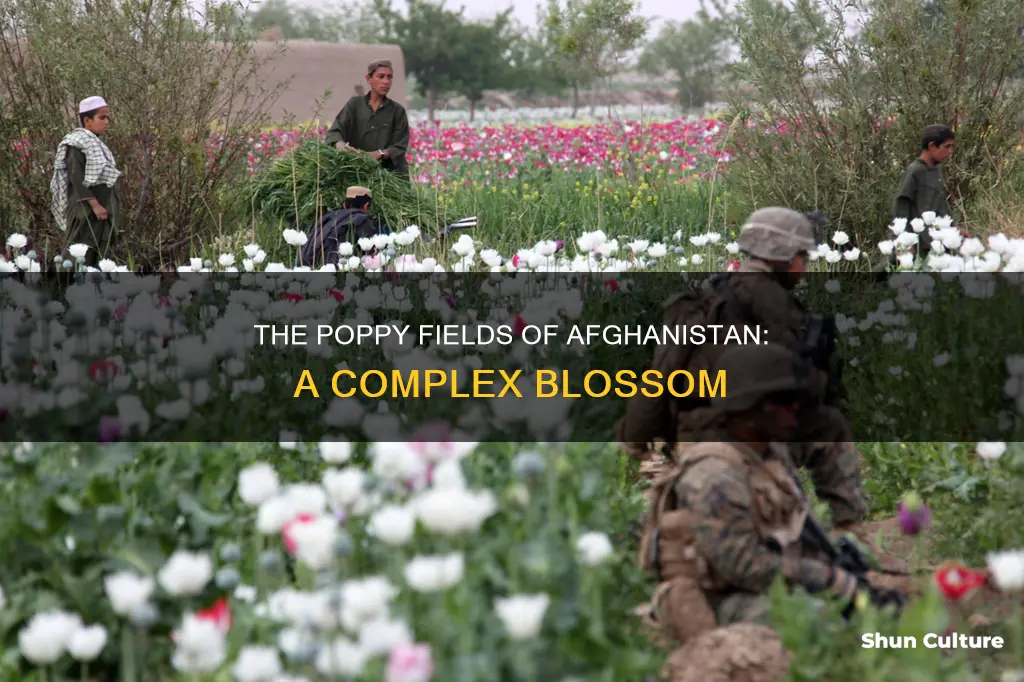 are there poppy fields in afghanistan