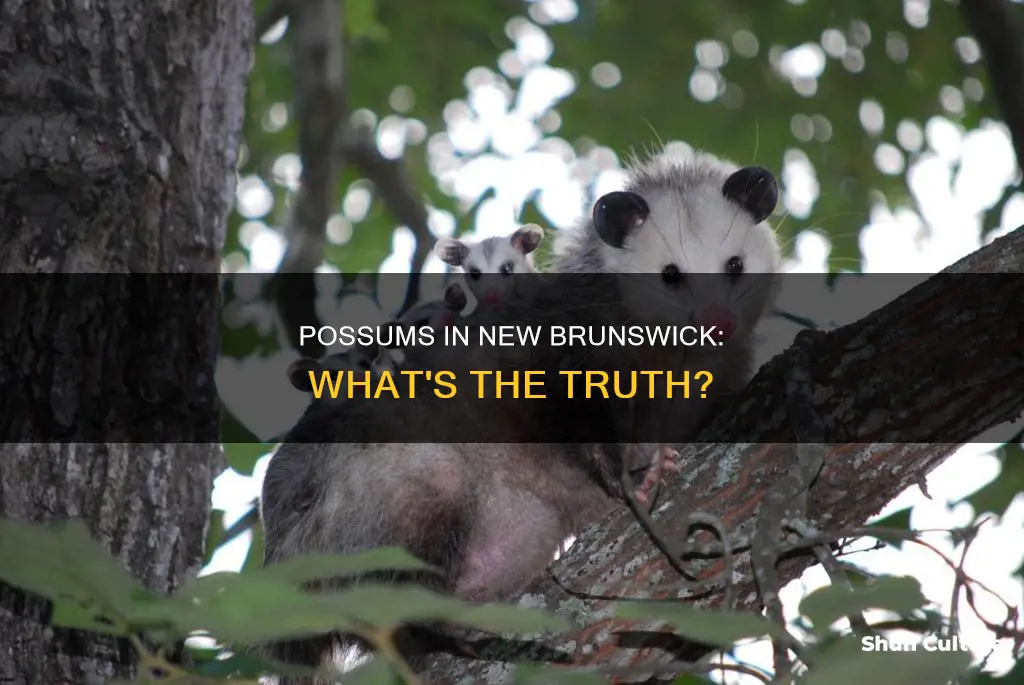 are there possums in new brunswick