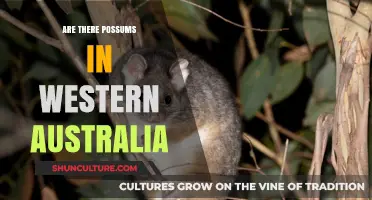 Possums in Western Australia: An Unlikely Sighting
