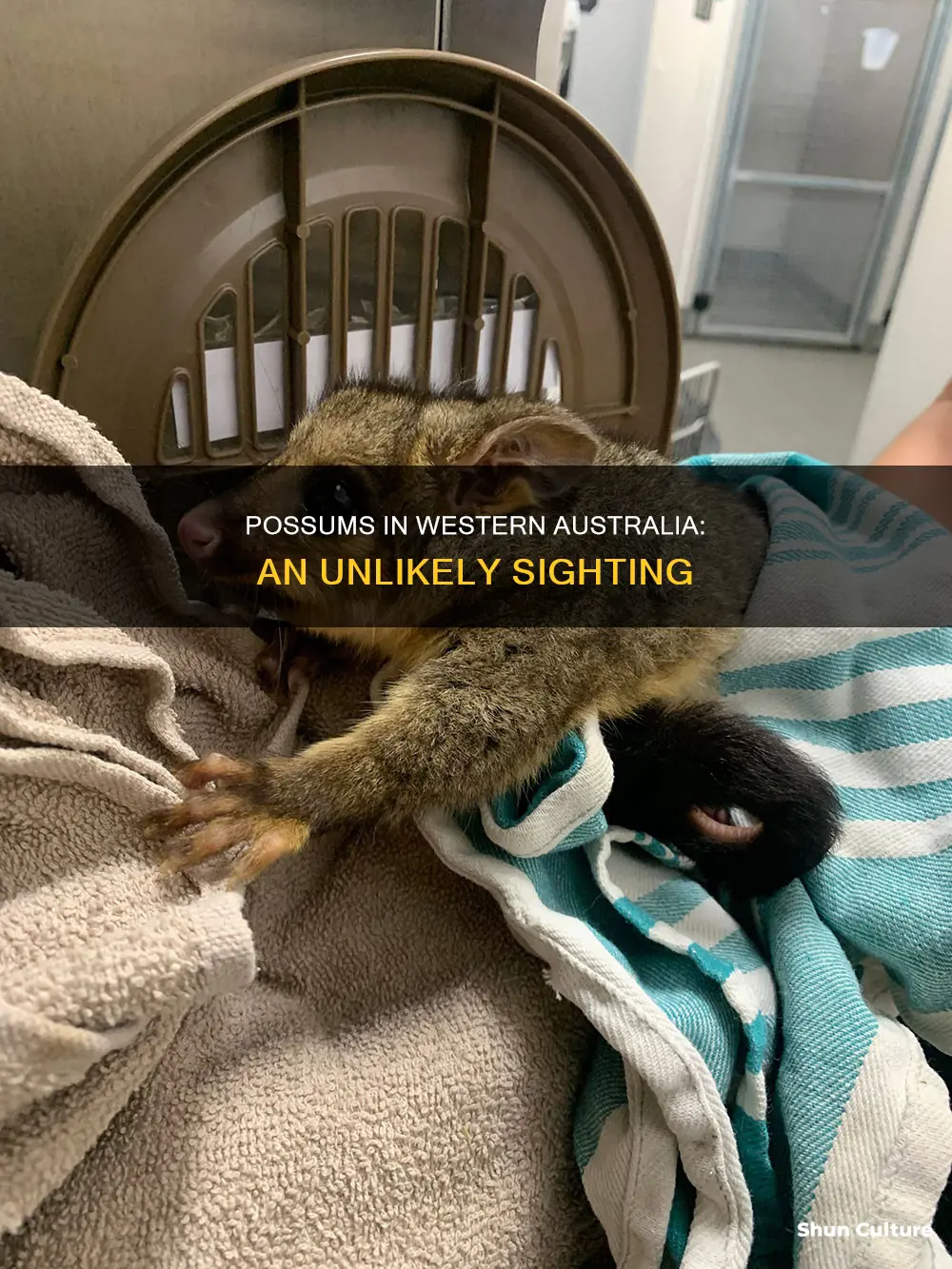 are there possums in western australia