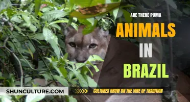 Pumas in Brazil: Uncovering the Presence of These Elusive Big Cats