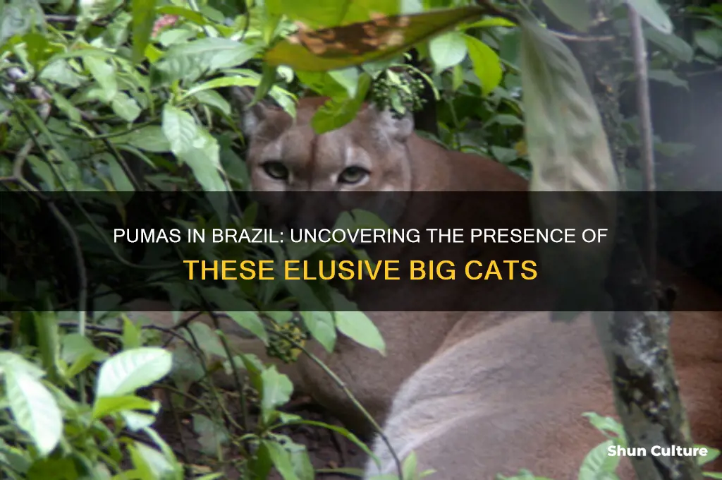 are there puma animals in brazil