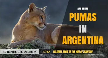Exploring Argentina's Wilderness: Are Pumas Roaming Free?