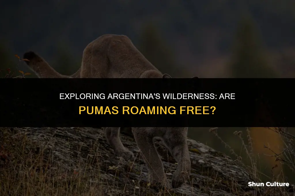 are there pumas in argentina