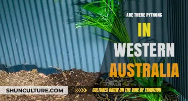 Python Alert: Are They in Western Australia?
