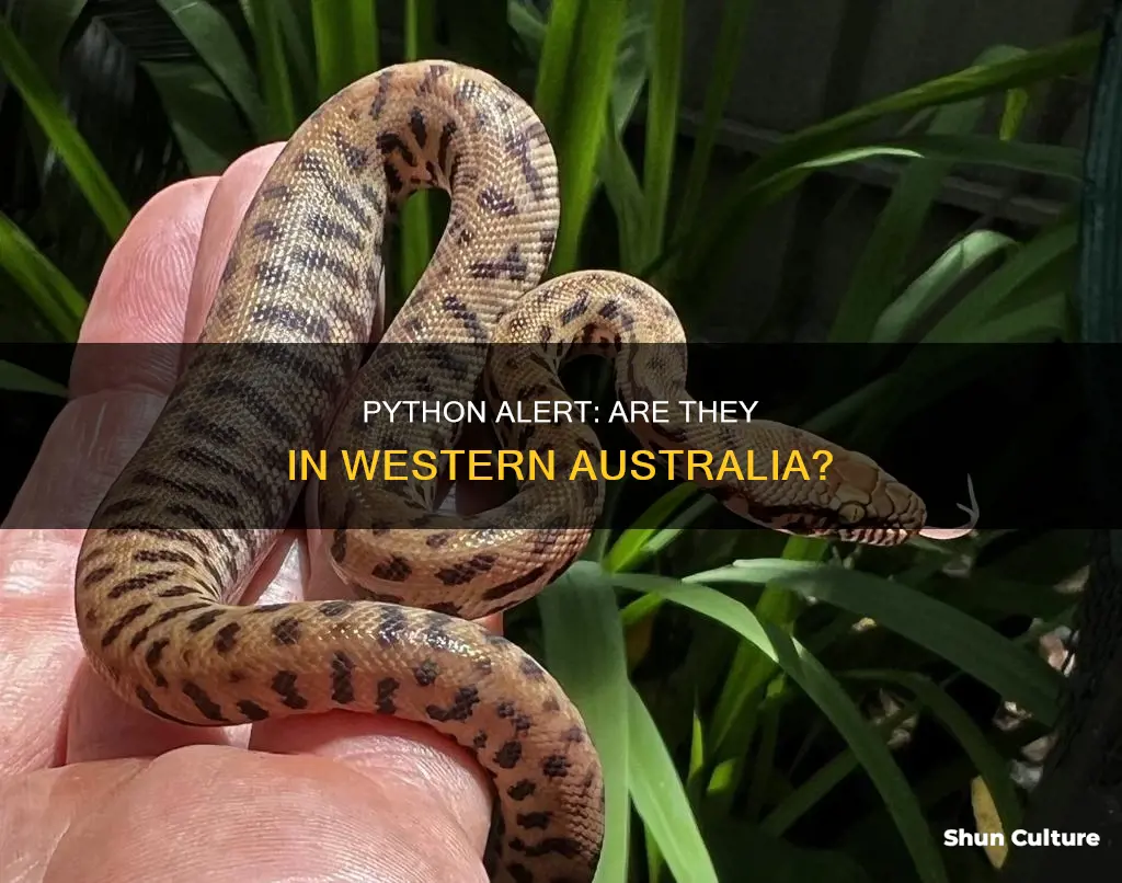 are there pythons in western australia