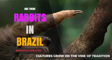 Exploring Brazil's Wildlife: Do Rabbits Roam in This Diverse Ecosystem?