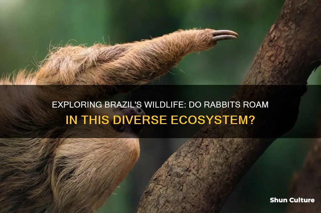 are there rabbits in brazil