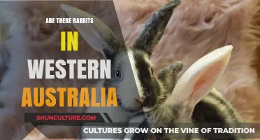 Rabbits in Western Australia: An Overview