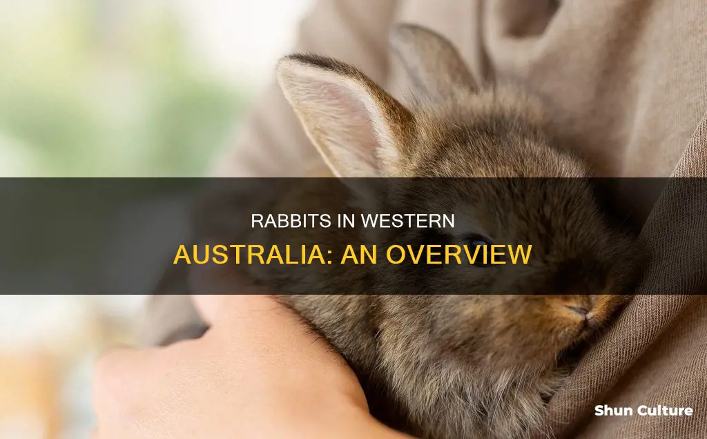 are there rabbits in western australia