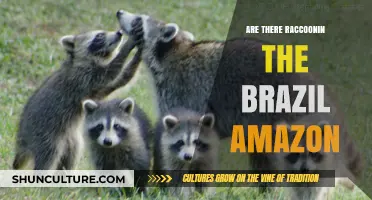 Raccoons in the Brazilian Amazon: Myth or Reality?