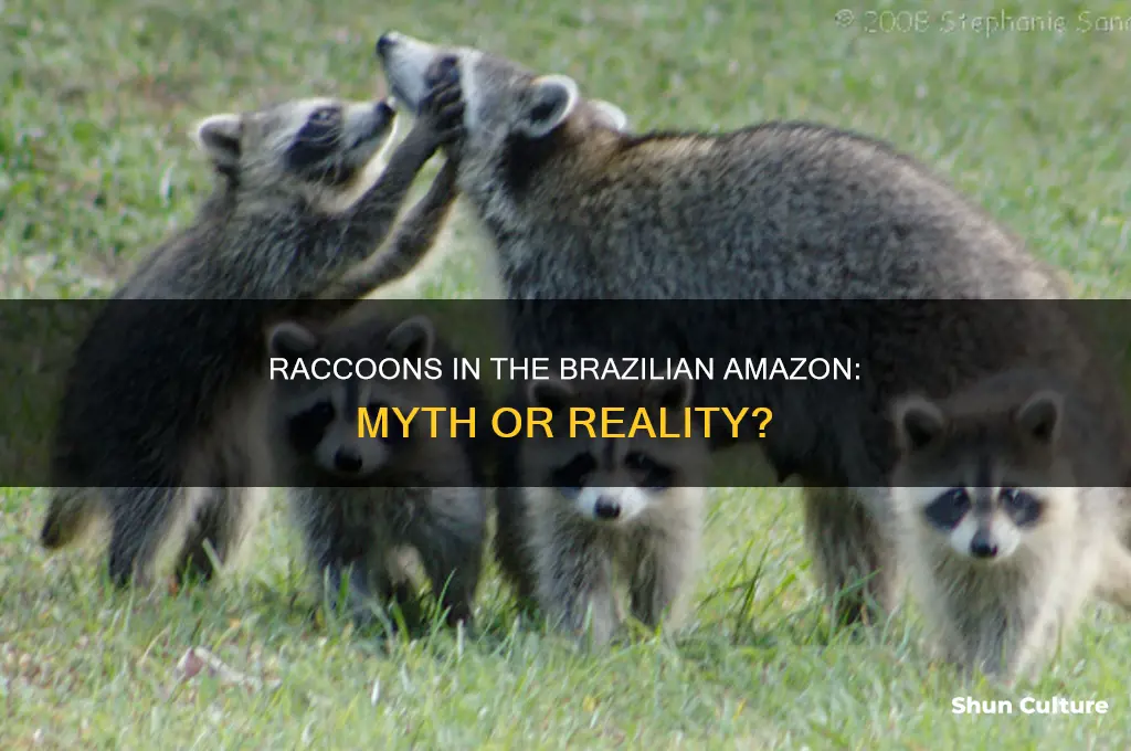 are there raccoonin the brazil amazon