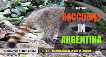 Exploring the Presence of Raccoons in Argentina: A Wildlife Mystery