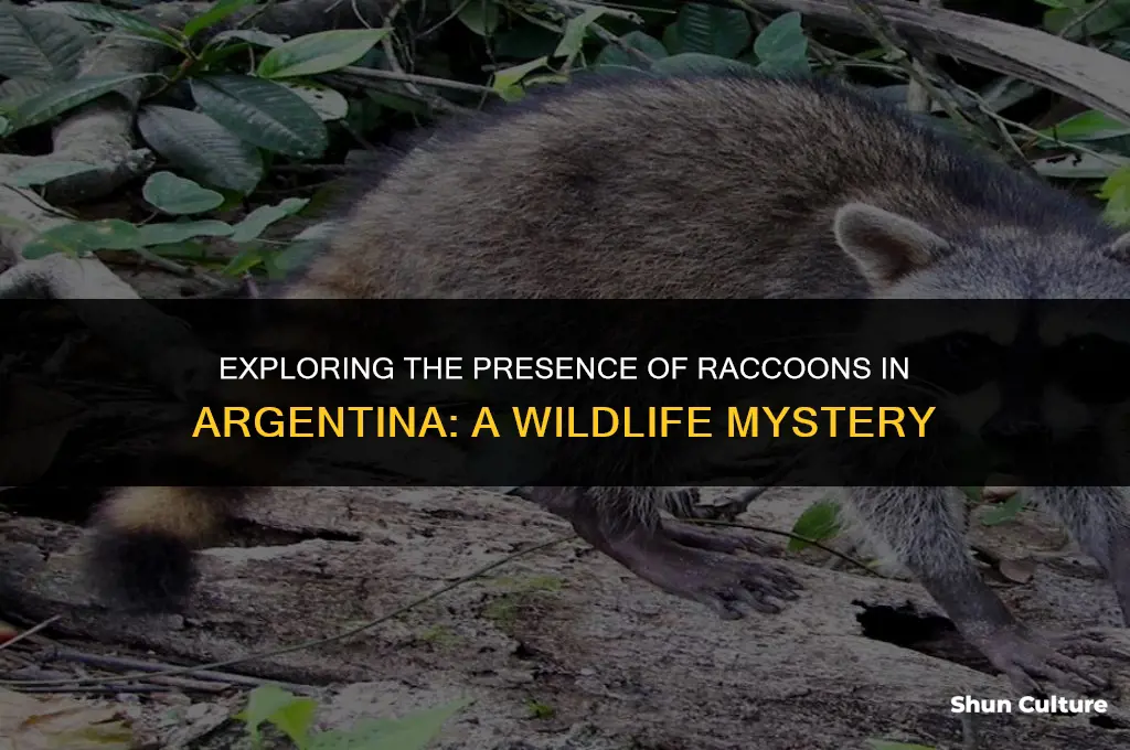 are there raccoons in argentina