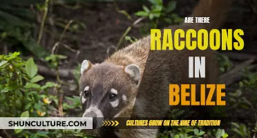 Exploring Belize's Wildlife: Are Raccoons Present?