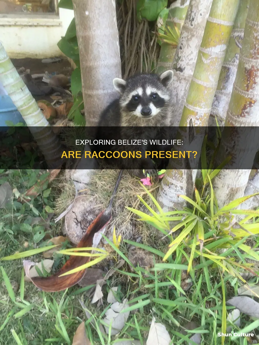 are there raccoons in belize