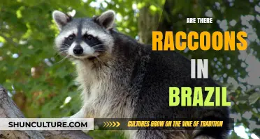 Exploring Brazil's Wildlife: Do Raccoons Roam in South America?