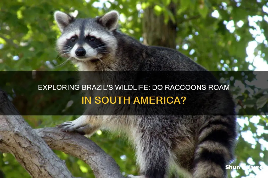 are there raccoons in brazil
