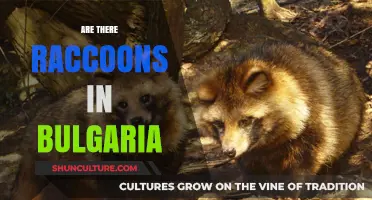 Exploring Bulgaria's Wildlife: Are Raccoons Part of the Scene?