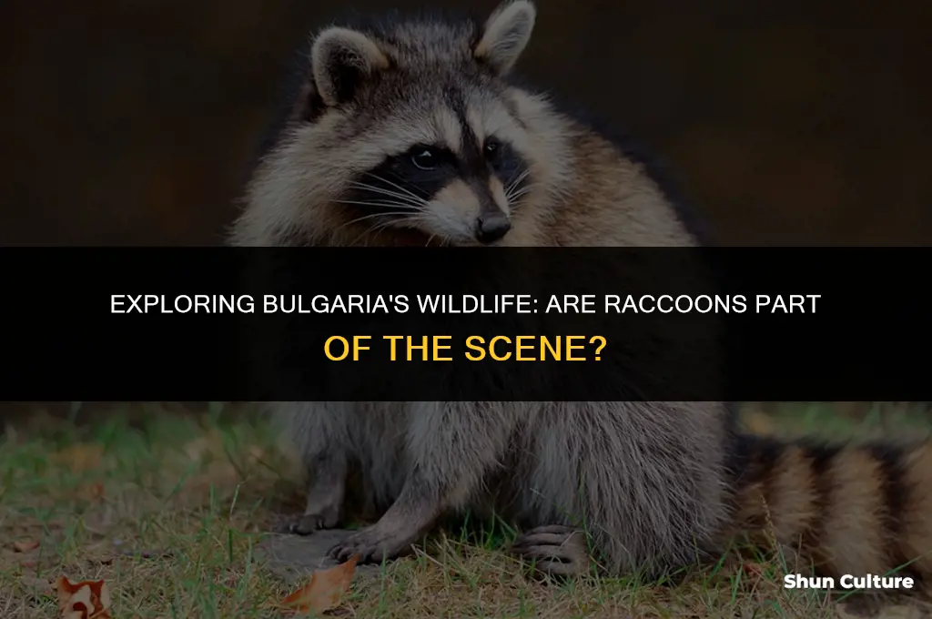 are there raccoons in bulgaria